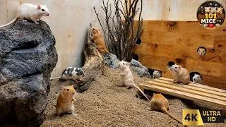 Thumbnail: Cat TV MICE 🐭 Real Mice Exploring Rocky Caves, Wooden Tunnels & Hidden Holes | 4 Hours 4K