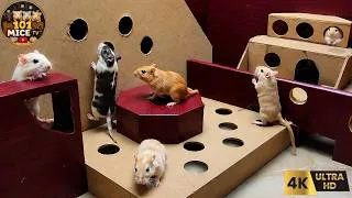 Thumbnail: Cat TV MICE 🐭 Real Mice Playing in a Colorful Cardboard Maze | Climbing, Running & Hiding 4K