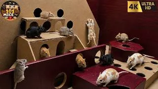 Thumbnail: Cat TV MICE 🐭 Real Mice Exploring a Multi-Level Cardboard Maze | Running, Climbing & Hiding 4K