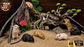 Thumbnail: Cat TV MICE 🐭 Real Mice Exploring a Magical Woodland Playground | Tunnels, Branches & Hideouts 4K