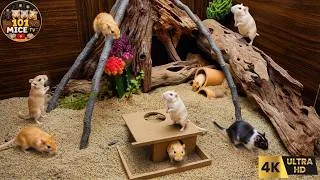 Thumbnail: Cat TV MICE 🐭 Real Mice Exploring a Giant Tunnel & Hideout Playground | 4 Hours 4K