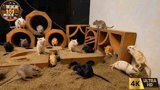 Thumbnail: Cat TV MICE 🐭 Real Mice Exploring a Giant Tunnel & Hideout Playground | 4 Hours 4K