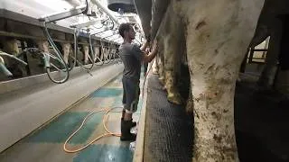 Thumbnail: Milking Cows & Stacking Straw