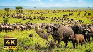 Thumbnail: 4K African Animals Bwabwata National Park, Namibia - Scenic Wildlife Film With African Music