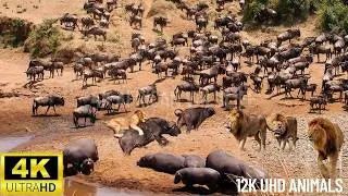 Thumbnail: 4k  Wildlife In Africa Serengeti & Tanzania  African Music Plays In 4k Films Of Landscapes