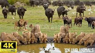 Thumbnail: 4k  Beautiful African Wildlife The Biggest Migration In The World, From Tanzania To Kenya