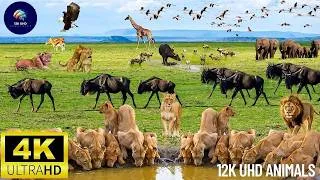 Thumbnail: 4K  African Wildlife_ Virunga National Park - Beautiful wildlife movies with real sound