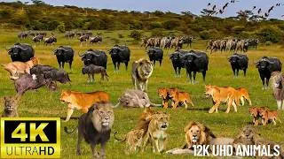 Thumbnail: 4K African Wildlife ： Ol Pejeta Conservancy, Kenya - Scenic Wildlife Film With African Music #lion