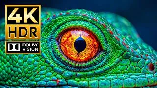 Thumbnail: Epic 4K 120fps Video | BEST HDR Animals Dolby Vision | OLED Showcase | 4K Video • 4K Ultra HD TV