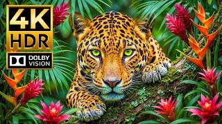 Thumbnail: Amazing Wildlife in 4K HDR | Real 120FPS Dolby Vision OLED Showcase (8K/4K Ultra HD TV)