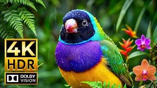 Thumbnail: Amazing Animals in 4K HDR 120FPS | Dolby Vision Ultra HD (8K/4K TV Video)