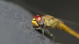 Thumbnail: Dragonfly