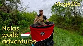 Thumbnail: Vlog#206 Nala cat caught in a storm ⛈️ ❤️