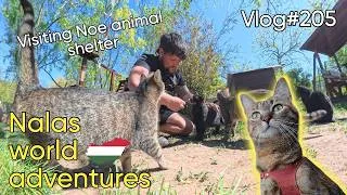Thumbnail: Vlog#205 Visiting Noe shelter in Budapest 🐶🐱🦡