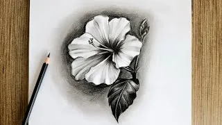 Thumbnail: How to Draw a Realistic Hibiscus Flower / Pencil Drawing Step by Step