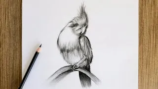 Thumbnail: How to Draw a Realistic Cockatiel / Step by Step Pencil Drawing