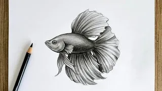 Thumbnail: Realistic Betta Fish Drawing / Step by Step Pencil Drawing