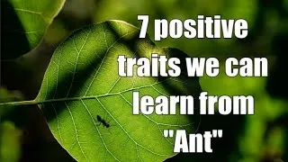 Thumbnail: 7 positive traits we can learn from "Ant"