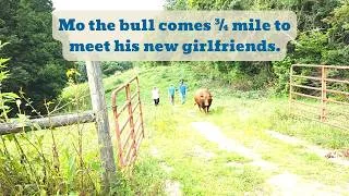 Thumbnail: Mo gets friendly with the new heifers