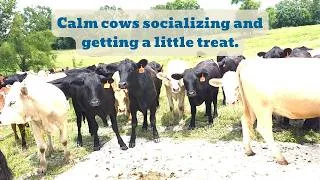 Thumbnail: Calm New Heifers Socialize And Get Some Treats