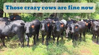Thumbnail: Checking On New Heifers