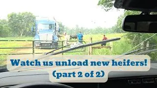 Thumbnail: The US Cattle Herd Is at a 57-Year Low. So We Bought 72 Heifers. (Part 2 of 2)