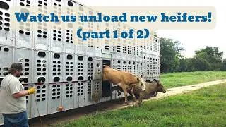 Thumbnail: The US Cattle Herd Is at a 57-Year Low. So We Bought 72 Heifers. (Part 1 of 2)