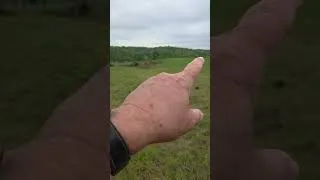 Thumbnail: Pasture Tour: Spring 2026 | What Our Cattle Are Actually Eating