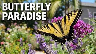 Thumbnail: Plants and tips for creating a butterfly garden