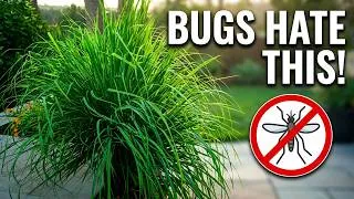 Thumbnail: Lemon Grass, The Sweet Grass That Bugs Hate