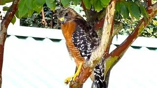 Thumbnail: Red-Shouldered Hawk The Woodlands Texas Outside Houston Texas