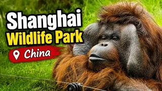 Thumbnail: Everything You Need To See At Shanghai Wildlife Park - The Perfect Day Trip With Kids