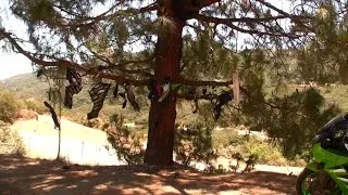 Thumbnail: Humble Pine - Mulholland Highway