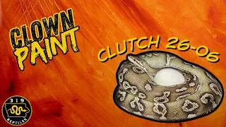 Thumbnail: Paint Clown Project Update