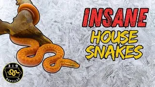 Thumbnail: The Most AMAZING House Snakes I Ever Hatched! (Unreal Colors & Patterns!)