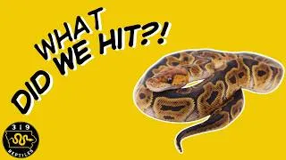 Thumbnail: Clutch 2509 Reveal: GHI het Clown x Wookie Clown – What Morphs Did We Hit?!