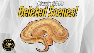Thumbnail: Deleted Scene: Cypress Red Stripe Russo Clown Hatchlings 🐍🔥