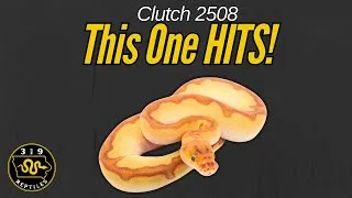 Thumbnail: Clutch Reveal 2508 - These Ball Python Morphs Are INSANE