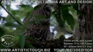 Thumbnail: Barred Owl call