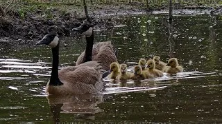 Thumbnail: Mother's Day Nature 2026