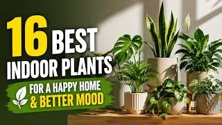 Thumbnail: 16 Indoor Plants That Boost Your Mood and Home