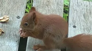 Thumbnail: Where the wild things trust me - Opus Hewson