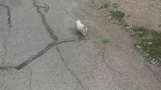 Thumbnail: A small white kitten