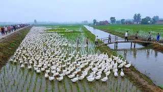 Thumbnail: Why Millions of Ducks Are Released Into Rice Fields