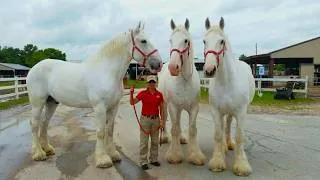 Thumbnail: Strongest and Biggest Horse Breeds in the World