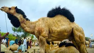 Thumbnail: Most Beautiful Camel Breeds in the world