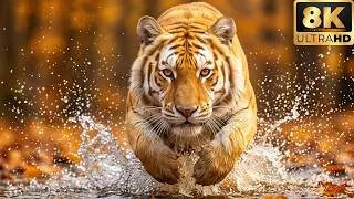 Thumbnail: Vibrant Nature in 8K Dolby Vision | 60fps Ultra HD HDR Visual Experience