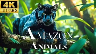 Thumbnail: Amazon Rainforest 4K | Peaceful Jungle Sounds & Relaxing Nature Music for Deep Relaxation