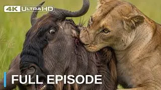 Thumbnail: The Lion And The Ancient Balance Of Life And Death | Wildlife Documentary