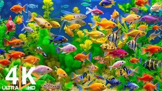 Thumbnail: Aquarium 4K (ULTRA HD) 🐠 Coral Fish, Jellyfish & Underwater Views – Soft Music for Relaxation #4